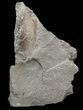 Rare Devonian Phyllocarid (Rhinocaris) - Ohio #44391-2